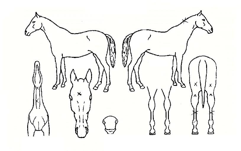 ±×·£µåÆÛ½ºÆ®ÀÇ Ãø¸é,¿ì¸é,µÞ¸é,µÎ»ó,´Ù¸®ÀÇ Æ¯Â¡µµÇØ