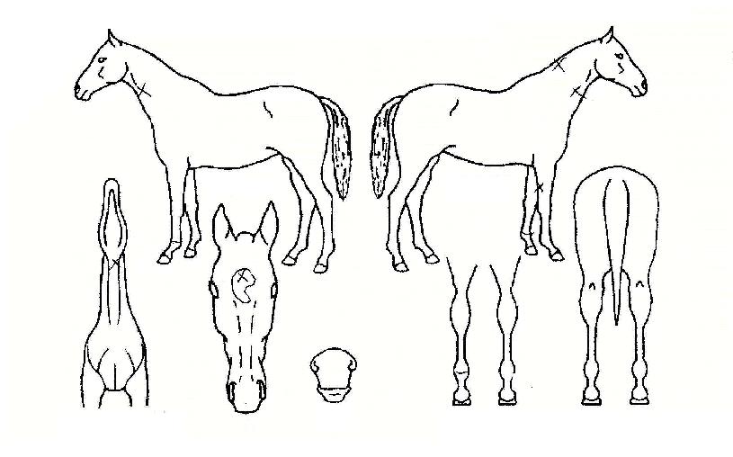 À§³Ê½ºÀÇ Ãø¸é,¿ì¸é,µÞ¸é,µÎ»ó,´Ù¸®ÀÇ Æ¯Â¡µµÇØ