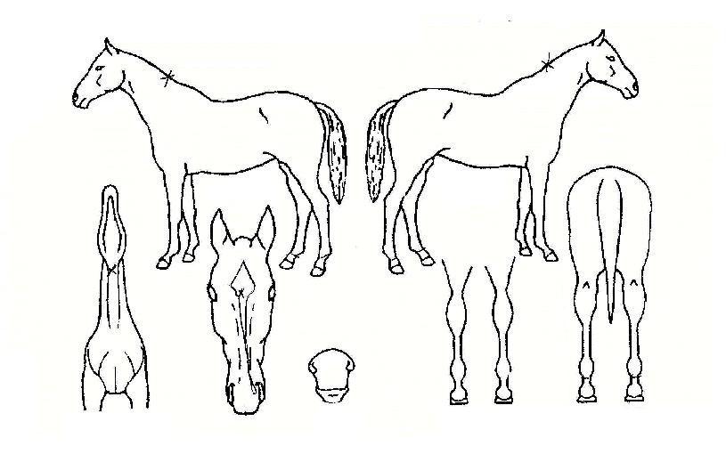 ¸í°¡ÀÇÈñ¸ÁÀÇ Ãø¸é,¿ì¸é,µÞ¸é,µÎ»ó,´Ù¸®ÀÇ Æ¯Â¡µµÇØ