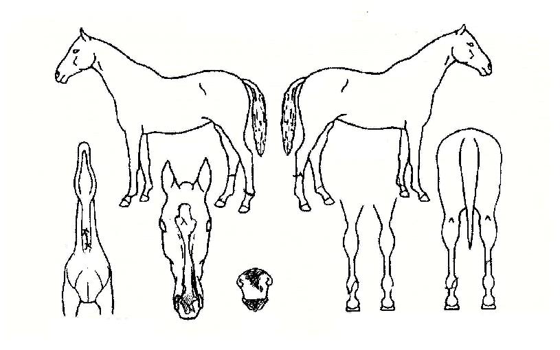 º¥Æ²¸®ÇÏÆ®ÀÇ Ãø¸é,¿ì¸é,µÞ¸é,µÎ»ó,´Ù¸®ÀÇ Æ¯Â¡µµÇØ