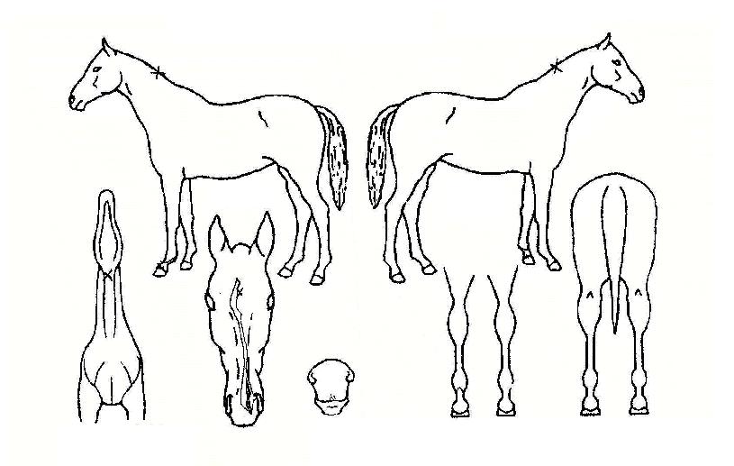 ¿Ü¼ÕÀÚÀÇ Ãø¸é,¿ì¸é,µÞ¸é,µÎ»ó,´Ù¸®ÀÇ Æ¯Â¡µµÇØ