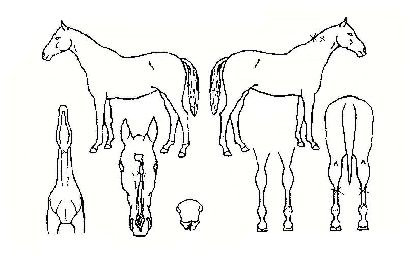 ¶ó¿Â¸®Ä¡ÀÇ Ãø¸é,¿ì¸é,µÞ¸é,µÎ»ó,´Ù¸®ÀÇ Æ¯Â¡µµÇØ