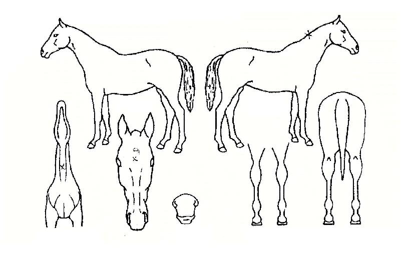 ġġīīÀÇ Ãø¸é,¿ì¸é,µÞ¸é,µÎ»ó,´Ù¸®ÀÇ Æ¯Â¡µµÇØ