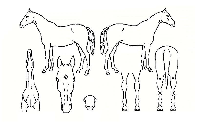 °í¼ÓÅØ»ç½ºÀÇ Ãø¸é,¿ì¸é,µÞ¸é,µÎ»ó,´Ù¸®ÀÇ Æ¯Â¡µµÇØ