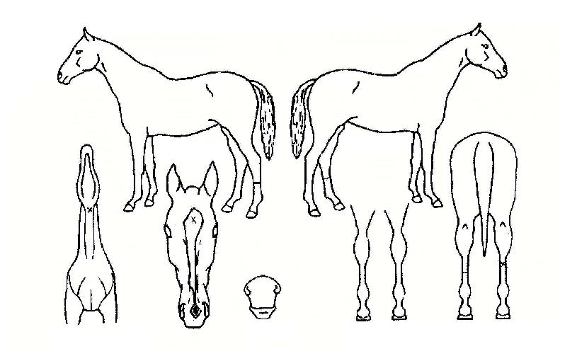 ÆúīŷÀÇ Ãø¸é,¿ì¸é,µÞ¸é,µÎ»ó,´Ù¸®ÀÇ Æ¯Â¡µµÇØ