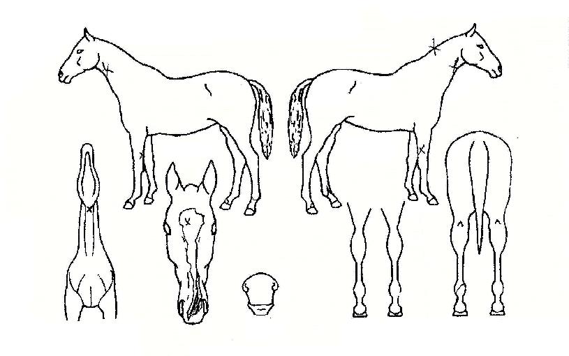 Çʸµ±ÂÀÇ Ãø¸é,¿ì¸é,µÞ¸é,µÎ»ó,´Ù¸®ÀÇ Æ¯Â¡µµÇØ