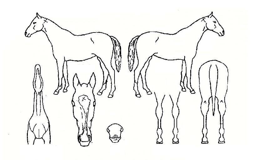 À¯Á¤¿¡À̽ºÀÇ Ãø¸é,¿ì¸é,µÞ¸é,µÎ»ó,´Ù¸®ÀÇ Æ¯Â¡µµÇØ