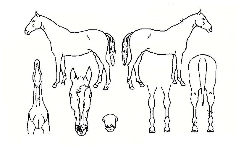 µ¿º¸È¯ÈñÀÇ Ãø¸é,¿ì¸é,µÞ¸é,µÎ»ó,´Ù¸®ÀÇ Æ¯Â¡µµÇØ