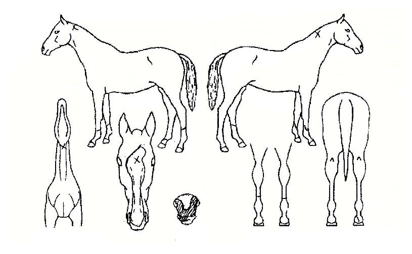 µ·ÄɾîÀÇ Ãø¸é,¿ì¸é,µÞ¸é,µÎ»ó,´Ù¸®ÀÇ Æ¯Â¡µµÇØ