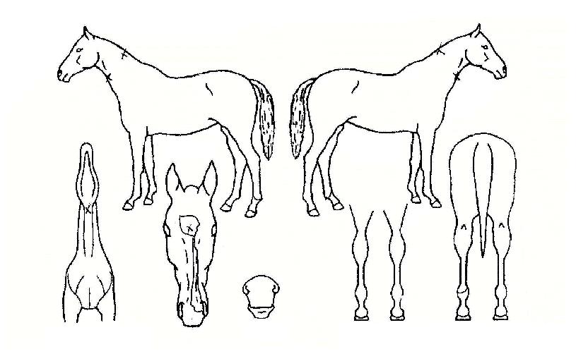 Å·ÆÄÀÌÆÃÀÇ Ãø¸é,¿ì¸é,µÞ¸é,µÎ»ó,´Ù¸®ÀÇ Æ¯Â¡µµÇØ