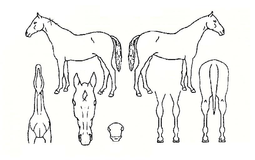 Æ®¸¯¿Àºê¸®¾ÆÀÇ Ãø¸é,¿ì¸é,µÞ¸é,µÎ»ó,´Ù¸®ÀÇ Æ¯Â¡µµÇØ