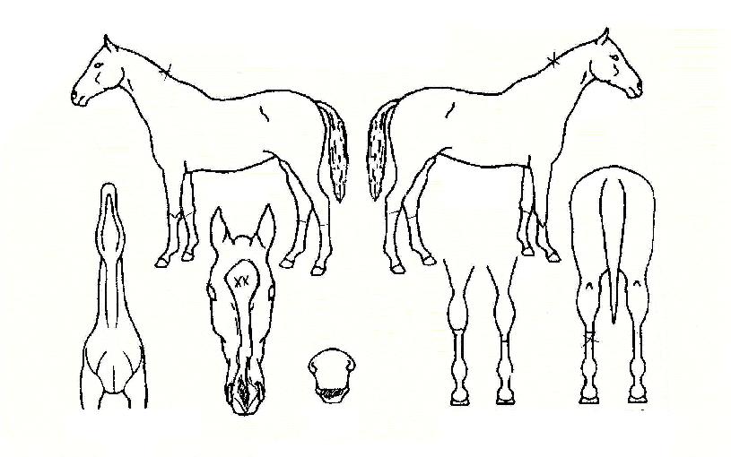 ´Ù¹ÌȦÀÇ Ãø¸é,¿ì¸é,µÞ¸é,µÎ»ó,´Ù¸®ÀÇ Æ¯Â¡µµÇØ