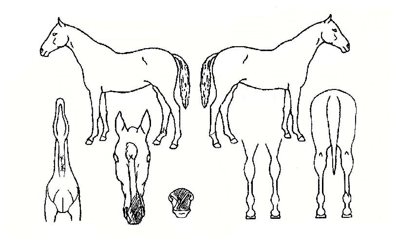 °±âÀÇ Ãø¸é,¿ì¸é,µÞ¸é,µÎ»ó,´Ù¸®ÀÇ Æ¯Â¡µµÇØ