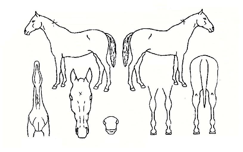 ÇÁ¸®ÆÐ½ºÀÇ Ãø¸é,¿ì¸é,µÞ¸é,µÎ»ó,´Ù¸®ÀÇ Æ¯Â¡µµÇØ