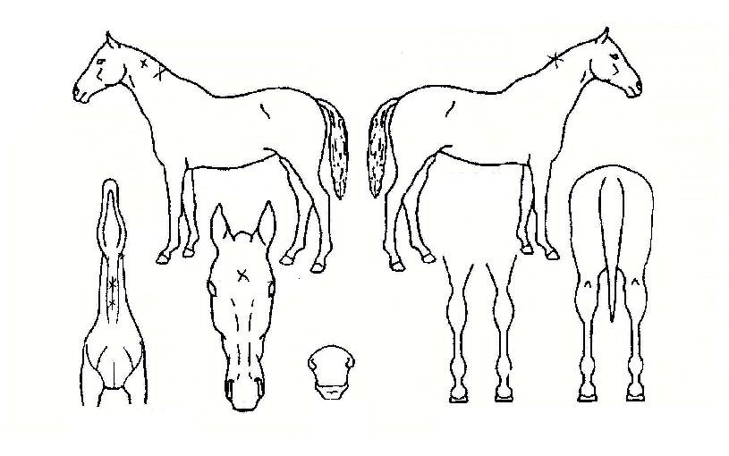 °íºí¼¦ÀÇ Ãø¸é,¿ì¸é,µÞ¸é,µÎ»ó,´Ù¸®ÀÇ Æ¯Â¡µµÇØ