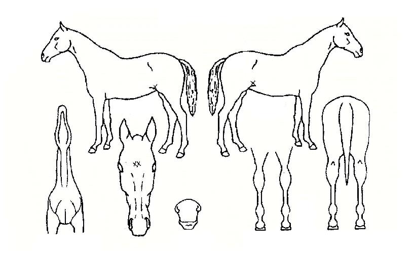 ½ºÇdzëÀÇ Ãø¸é,¿ì¸é,µÞ¸é,µÎ»ó,´Ù¸®ÀÇ Æ¯Â¡µµÇØ