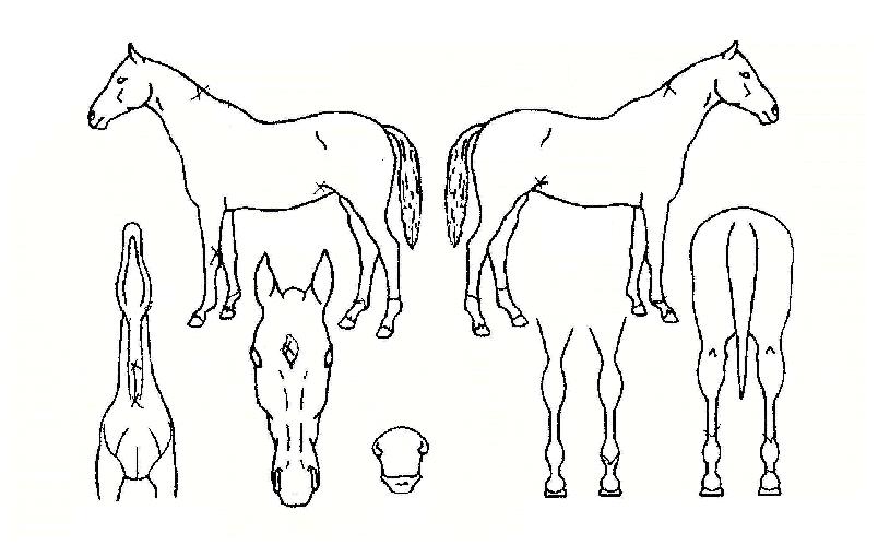 ÇÁ¶óÀÓ·¯³ÊÀÇ Ãø¸é,¿ì¸é,µÞ¸é,µÎ»ó,´Ù¸®ÀÇ Æ¯Â¡µµÇØ