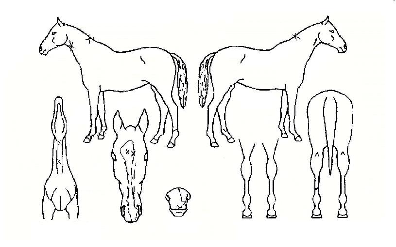 ¾Æ¸§´Ù¿îÅõÈ¥ÀÇ Ãø¸é,¿ì¸é,µÞ¸é,µÎ»ó,´Ù¸®ÀÇ Æ¯Â¡µµÇØ