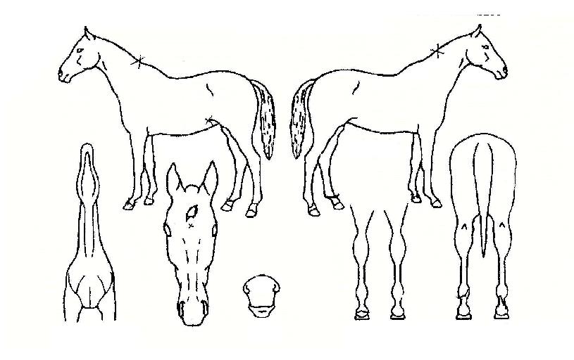 ½Å¿µÁúÁÖÀÇ Ãø¸é,¿ì¸é,µÞ¸é,µÎ»ó,´Ù¸®ÀÇ Æ¯Â¡µµÇØ