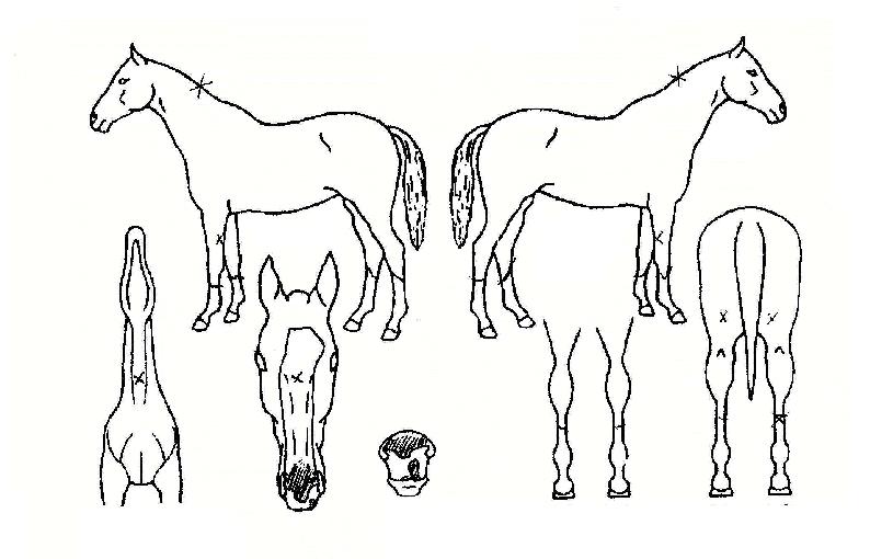 ¿À¹é¼±ÀÇ Ãø¸é,¿ì¸é,µÞ¸é,µÎ»ó,´Ù¸®ÀÇ Æ¯Â¡µµÇØ