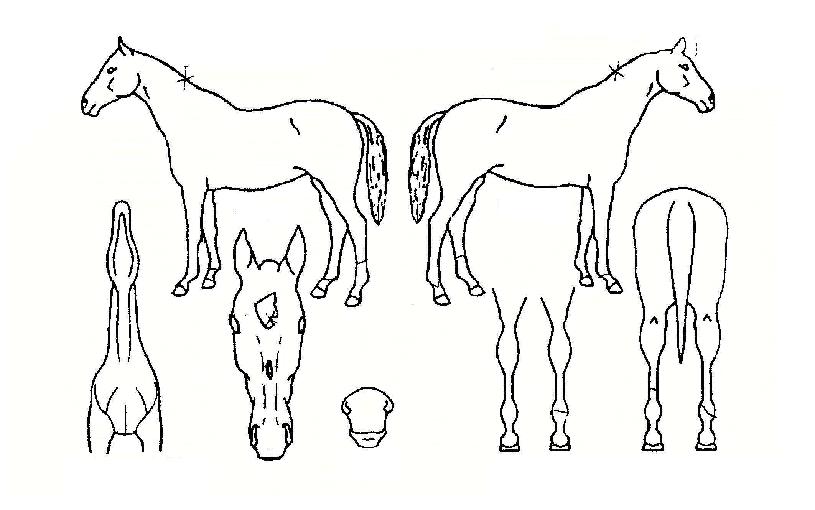 ÀͼÁ¼Å³ÎÀÇ Ãø¸é,¿ì¸é,µÞ¸é,µÎ»ó,´Ù¸®ÀÇ Æ¯Â¡µµÇØ