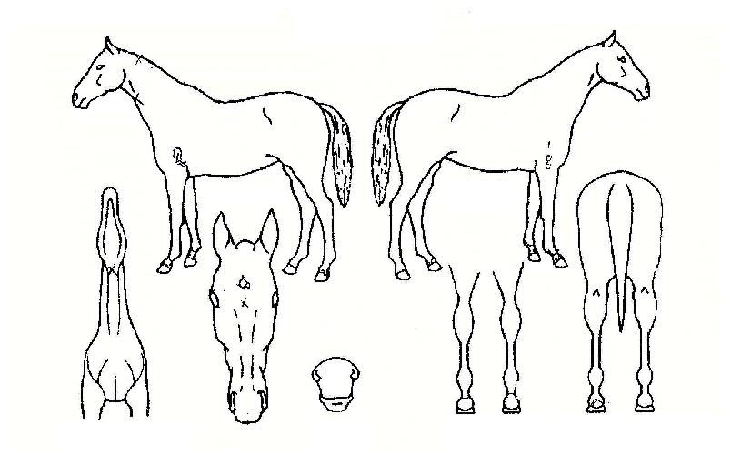 ½Ì½Ìºí·çÀÇ Ãø¸é,¿ì¸é,µÞ¸é,µÎ»ó,´Ù¸®ÀÇ Æ¯Â¡µµÇØ