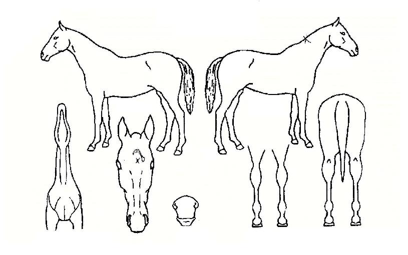 ºñ´ÏºñµðºñŰÀÚ¸¶ÀÇ Ãø¸é,¿ì¸é,µÞ¸é,µÎ»ó,´Ù¸®ÀÇ Æ¯Â¡µµÇØ