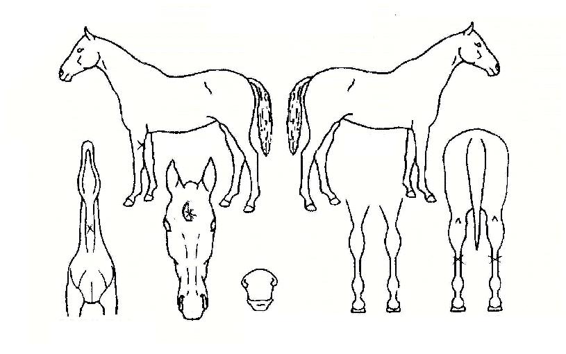 ÀÚÀ̾ðƮŷÀÇ Ãø¸é,¿ì¸é,µÞ¸é,µÎ»ó,´Ù¸®ÀÇ Æ¯Â¡µµÇØ