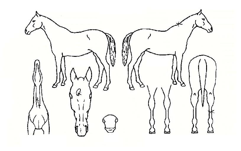 ¿©¿ÕÆóÇÏÀÇ Ãø¸é,¿ì¸é,µÞ¸é,µÎ»ó,´Ù¸®ÀÇ Æ¯Â¡µµÇØ