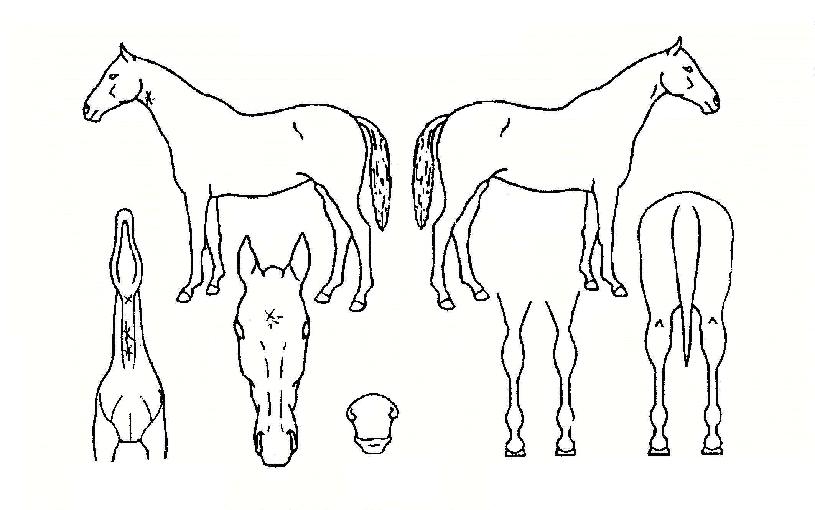 ºñ³ª´ÙÀÚ¸¶ÀÇ Ãø¸é,¿ì¸é,µÞ¸é,µÎ»ó,´Ù¸®ÀÇ Æ¯Â¡µµÇØ