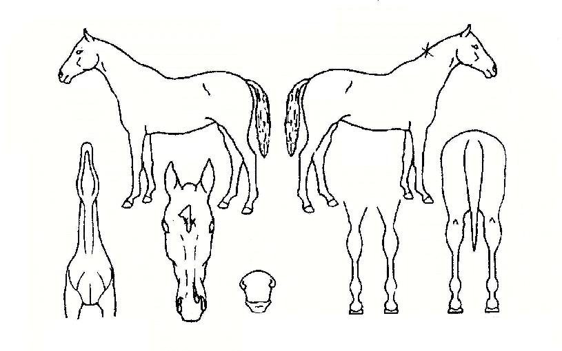 ´ë»êĸƾÀÇ Ãø¸é,¿ì¸é,µÞ¸é,µÎ»ó,´Ù¸®ÀÇ Æ¯Â¡µµÇØ