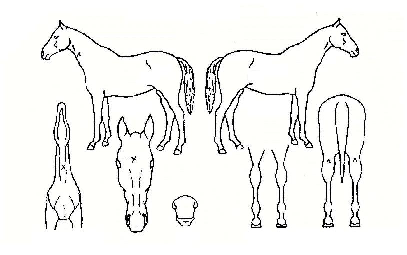 Àεð¾ð¾ÖµåÀÇ Ãø¸é,¿ì¸é,µÞ¸é,µÎ»ó,´Ù¸®ÀÇ Æ¯Â¡µµÇØ