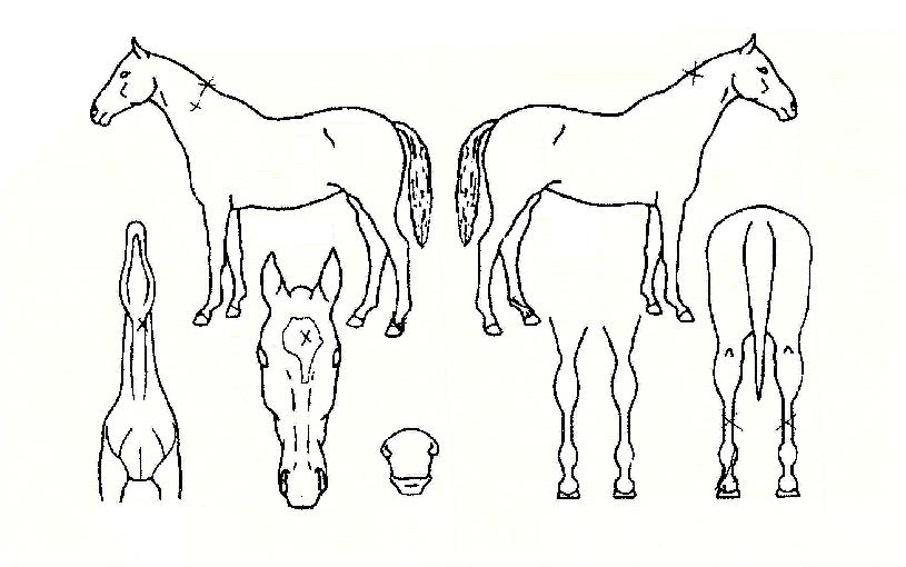 ·¯´×¸ð¸ÕÆ®ÀÇ Ãø¸é,¿ì¸é,µÞ¸é,µÎ»ó,´Ù¸®ÀÇ Æ¯Â¡µµÇØ