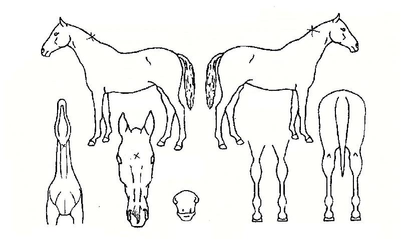 °í½ºÆ®À§½ºÆÛÀÇ Ãø¸é,¿ì¸é,µÞ¸é,µÎ»ó,´Ù¸®ÀÇ Æ¯Â¡µµÇØ