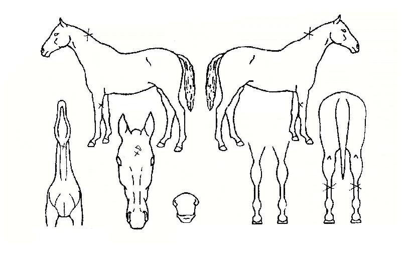 °íȲ»êÀÇ Ãø¸é,¿ì¸é,µÞ¸é,µÎ»ó,´Ù¸®ÀÇ Æ¯Â¡µµÇØ