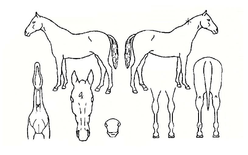 ·¹µå¾Æ¶ó¿ÂÀÇ Ãø¸é,¿ì¸é,µÞ¸é,µÎ»ó,´Ù¸®ÀÇ Æ¯Â¡µµÇØ