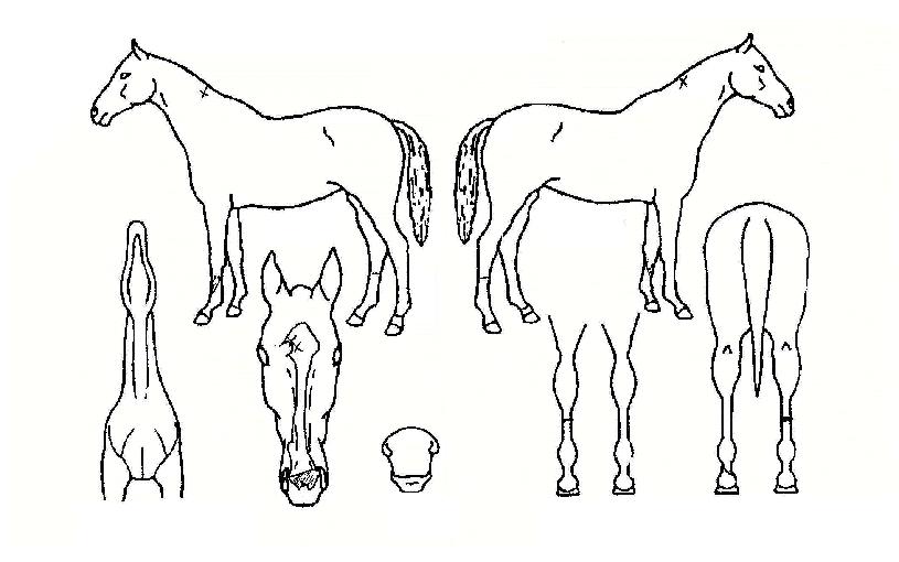 ¹Ì¹ÌÀǵþÀÇ Ãø¸é,¿ì¸é,µÞ¸é,µÎ»ó,´Ù¸®ÀÇ Æ¯Â¡µµÇØ