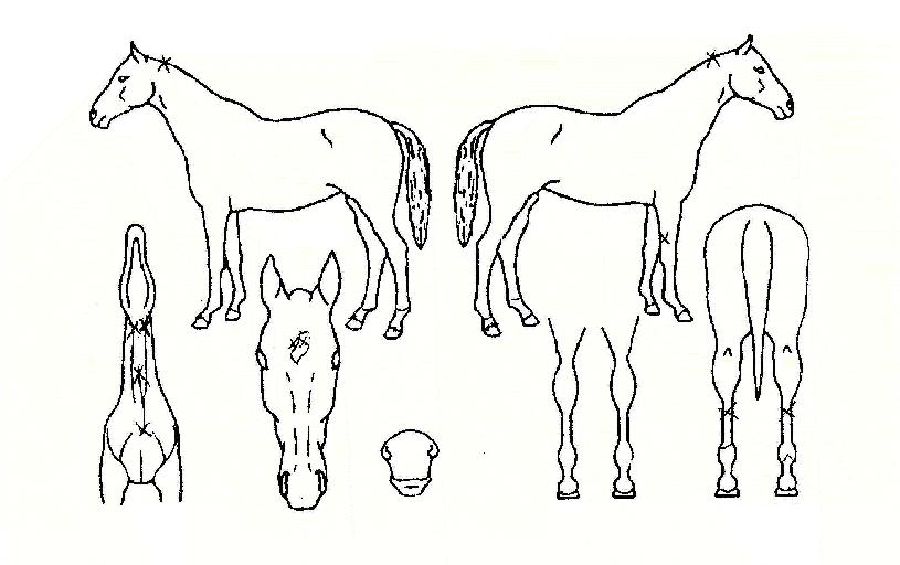 ¸ð´øº¸ÀÌÀÇ Ãø¸é,¿ì¸é,µÞ¸é,µÎ»ó,´Ù¸®ÀÇ Æ¯Â¡µµÇØ