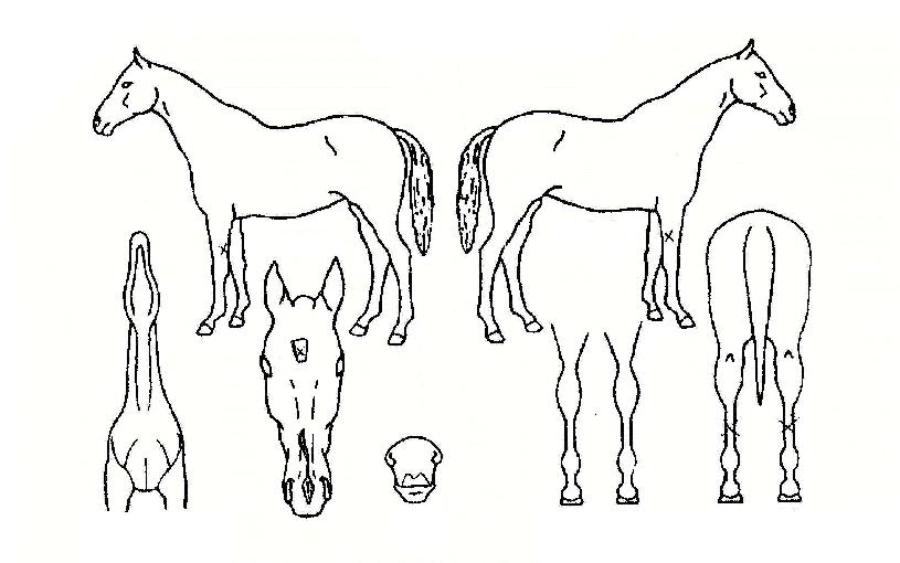 ÅëÄèÇѽ¸®ÀÇ Ãø¸é,¿ì¸é,µÞ¸é,µÎ»ó,´Ù¸®ÀÇ Æ¯Â¡µµÇØ