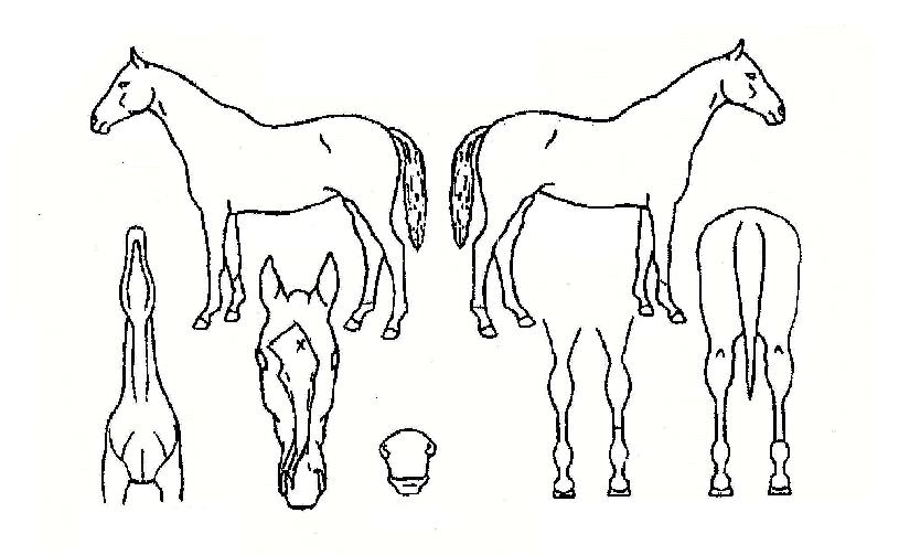 ºòºê¶ó´õÀÇ Ãø¸é,¿ì¸é,µÞ¸é,µÎ»ó,´Ù¸®ÀÇ Æ¯Â¡µµÇØ