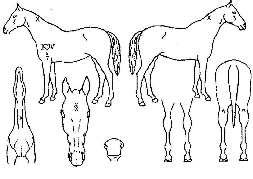 ¸í¼¸íÀåÀÇ Ãø¸é,¿ì¸é,µÞ¸é,µÎ»ó,´Ù¸®ÀÇ Æ¯Â¡µµÇØ