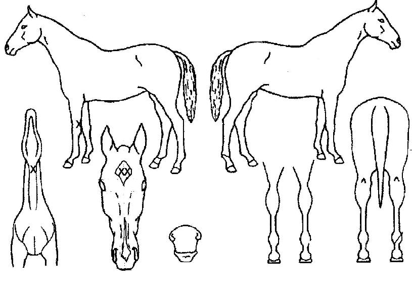 ºòÅ丮¹ÙÀ̺í·çÀÇ Ãø¸é,¿ì¸é,µÞ¸é,µÎ»ó,´Ù¸®ÀÇ Æ¯Â¡µµÇØ