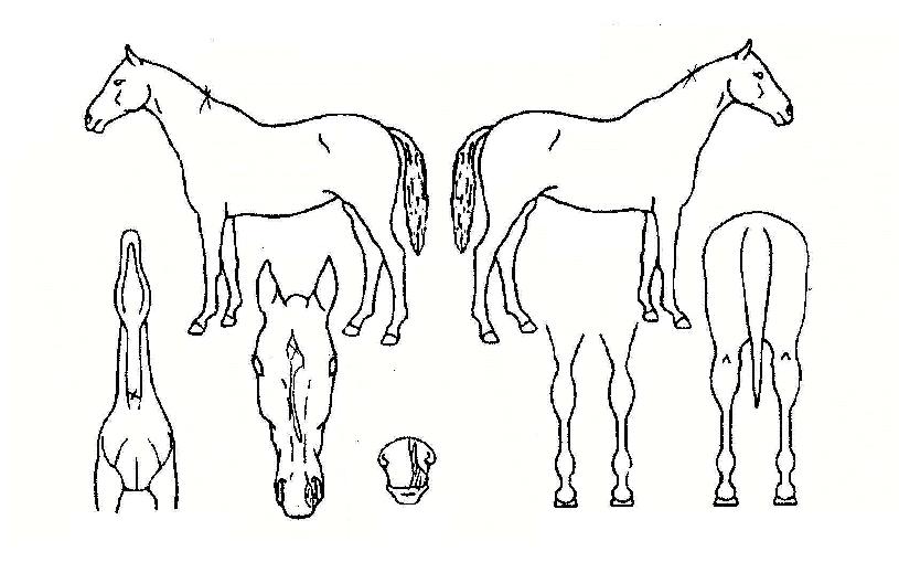 °ÇѼ¿ïÀÇ Ãø¸é,¿ì¸é,µÞ¸é,µÎ»ó,´Ù¸®ÀÇ Æ¯Â¡µµÇØ