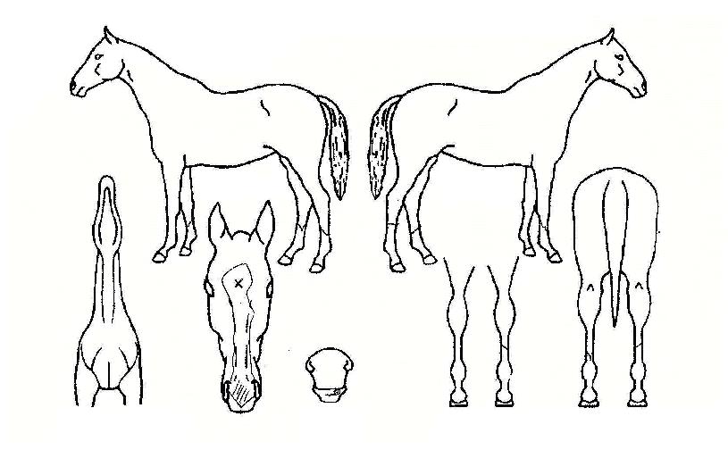 ¿¢½ºÆÄÀÏÀÇ Ãø¸é,¿ì¸é,µÞ¸é,µÎ»ó,´Ù¸®ÀÇ Æ¯Â¡µµÇØ