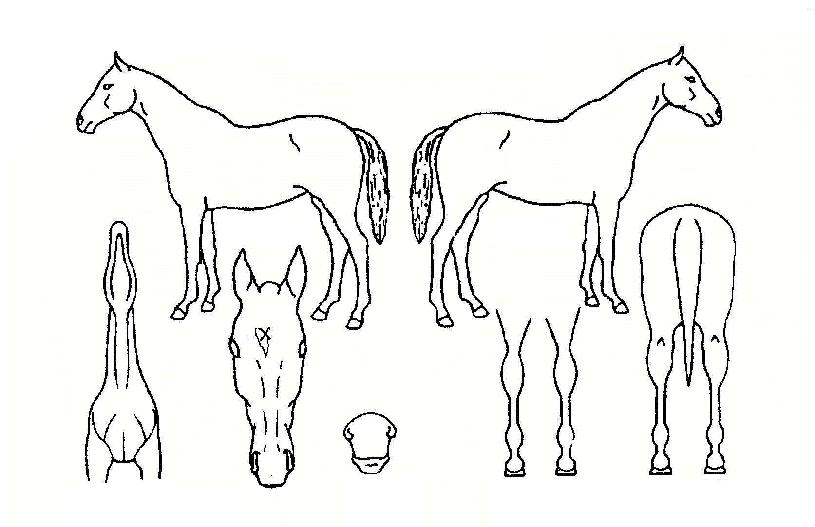 °í·Á¿©Á¦ÀÇ Ãø¸é,¿ì¸é,µÞ¸é,µÎ»ó,´Ù¸®ÀÇ Æ¯Â¡µµÇØ