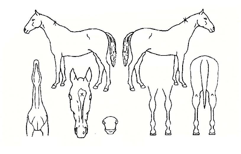 Çø®Áîµ·ÆÛ´Ï½Ã¹ÌÀÚ¸¶ÀÇ Ãø¸é,¿ì¸é,µÞ¸é,µÎ»ó,´Ù¸®ÀÇ Æ¯Â¡µµÇØ