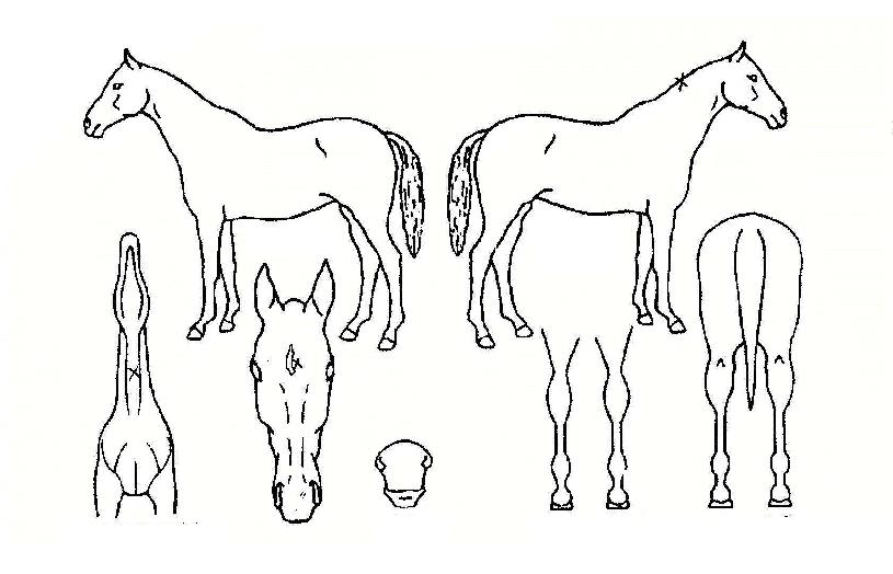 Å·ÇÁ¶ó´ÙÀÇ Ãø¸é,¿ì¸é,µÞ¸é,µÎ»ó,´Ù¸®ÀÇ Æ¯Â¡µµÇØ