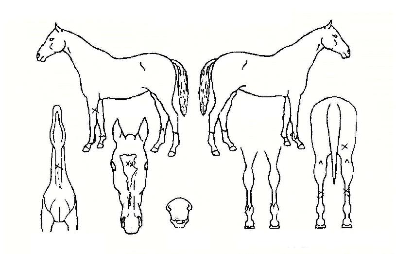 »ç¶ûÀÚ¸®ÀÇ Ãø¸é,¿ì¸é,µÞ¸é,µÎ»ó,´Ù¸®ÀÇ Æ¯Â¡µµÇØ