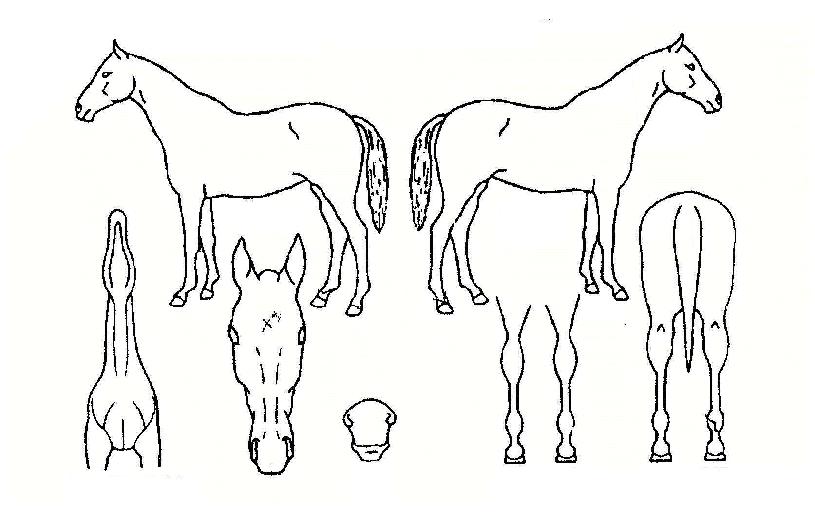 ÇÑ·ù¥±ÀÇ Ãø¸é,¿ì¸é,µÞ¸é,µÎ»ó,´Ù¸®ÀÇ Æ¯Â¡µµÇØ