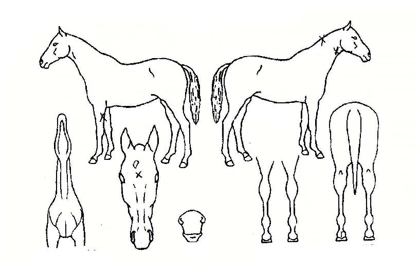 À®ÁƮÀÇ Ãø¸é,¿ì¸é,µÞ¸é,µÎ»ó,´Ù¸®ÀÇ Æ¯Â¡µµÇØ